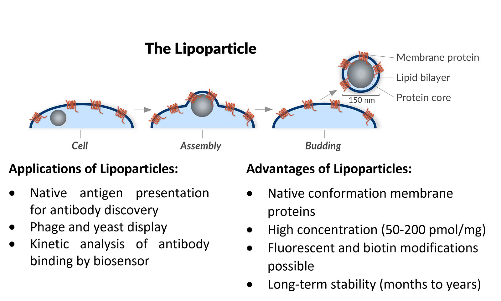 Lipoparticles Enable Discovery and Characterization of Antibodies